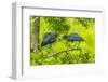 Louisiana, Jefferson Island. Little Blue Heron Courtship Behavior-Jaynes Gallery-Framed Photographic Print