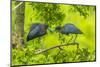 Louisiana, Jefferson Island. Little Blue Heron Courtship Behavior-Jaynes Gallery-Mounted Photographic Print