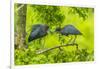 Louisiana, Jefferson Island. Little Blue Heron Courtship Behavior-Jaynes Gallery-Framed Photographic Print