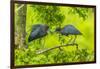 Louisiana, Jefferson Island. Little Blue Heron Courtship Behavior-Jaynes Gallery-Framed Photographic Print