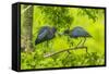 Louisiana, Jefferson Island. Little Blue Heron Courtship Behavior-Jaynes Gallery-Framed Stretched Canvas