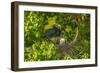 Louisiana, Jefferson Island. Little Blue Heron with Chicks at Nest-Jaynes Gallery-Framed Photographic Print