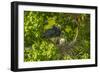 Louisiana, Jefferson Island. Little Blue Heron with Chicks at Nest-Jaynes Gallery-Framed Photographic Print
