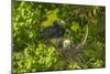 Louisiana, Jefferson Island. Little Blue Heron with Chicks at Nest-Jaynes Gallery-Mounted Photographic Print