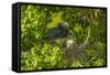 Louisiana, Jefferson Island. Little Blue Heron with Chicks at Nest-Jaynes Gallery-Framed Stretched Canvas