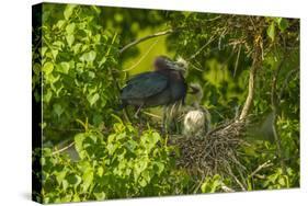 Louisiana, Jefferson Island. Little Blue Heron with Chicks at Nest-Jaynes Gallery-Stretched Canvas
