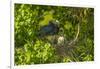 Louisiana, Jefferson Island. Little Blue Heron with Chicks at Nest-Jaynes Gallery-Framed Photographic Print