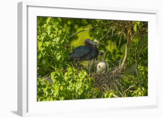 Louisiana, Jefferson Island. Little Blue Heron with Chicks at Nest-Jaynes Gallery-Framed Photographic Print