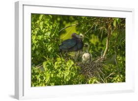 Louisiana, Jefferson Island. Little Blue Heron with Chicks at Nest-Jaynes Gallery-Framed Photographic Print