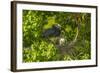 Louisiana, Jefferson Island. Little Blue Heron with Chicks at Nest-Jaynes Gallery-Framed Photographic Print