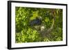 Louisiana, Jefferson Island. Little Blue Heron with Chicks at Nest-Jaynes Gallery-Framed Photographic Print