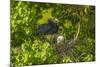 Louisiana, Jefferson Island. Little Blue Heron with Chicks at Nest-Jaynes Gallery-Mounted Photographic Print