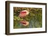 Louisiana, Jefferson Island. Roseate Spoonbill Reflecting in Water-Jaynes Gallery-Framed Photographic Print