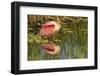 Louisiana, Jefferson Island. Roseate Spoonbill Reflecting in Water-Jaynes Gallery-Framed Photographic Print