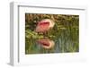 Louisiana, Jefferson Island. Roseate Spoonbill Reflecting in Water-Jaynes Gallery-Framed Photographic Print