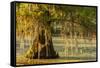 Louisiana, Lake Martin. Cypress Tree in Swamp-Jaynes Gallery-Framed Stretched Canvas