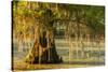 Louisiana, Lake Martin. Cypress Tree in Swamp-Jaynes Gallery-Stretched Canvas