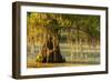 Louisiana, Lake Martin. Cypress Tree in Swamp-Jaynes Gallery-Framed Photographic Print