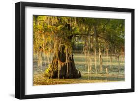 Louisiana, Lake Martin. Cypress Tree in Swamp-Jaynes Gallery-Framed Photographic Print