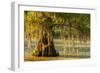 Louisiana, Lake Martin. Cypress Tree in Swamp-Jaynes Gallery-Framed Photographic Print