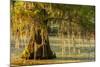Louisiana, Lake Martin. Cypress Tree in Swamp-Jaynes Gallery-Mounted Photographic Print