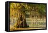 Louisiana, Lake Martin. Cypress Tree in Swamp-Jaynes Gallery-Framed Stretched Canvas