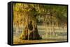 Louisiana, Lake Martin. Cypress Tree in Swamp-Jaynes Gallery-Framed Stretched Canvas