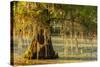 Louisiana, Lake Martin. Cypress Tree in Swamp-Jaynes Gallery-Stretched Canvas