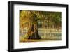 Louisiana, Lake Martin. Cypress Tree in Swamp-Jaynes Gallery-Framed Photographic Print
