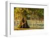 Louisiana, Lake Martin. Cypress Tree in Swamp-Jaynes Gallery-Framed Photographic Print