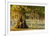 Louisiana, Lake Martin. Cypress Tree in Swamp-Jaynes Gallery-Framed Photographic Print