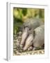 Louisiana, Lake Martin. Two Nine-Banded Armadillo Young-Jaynes Gallery-Framed Photographic Print