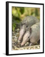 Louisiana, Lake Martin. Two Nine-Banded Armadillo Young-Jaynes Gallery-Framed Photographic Print