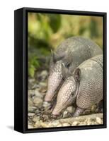 Louisiana, Lake Martin. Two Nine-Banded Armadillo Young-Jaynes Gallery-Framed Stretched Canvas