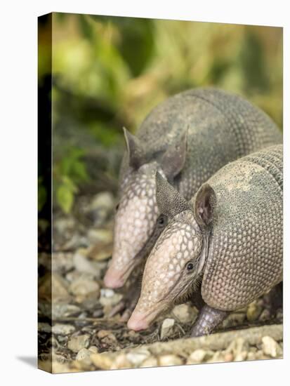 Louisiana, Lake Martin. Two Nine-Banded Armadillo Young-Jaynes Gallery-Stretched Canvas