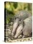 Louisiana, Lake Martin. Two Nine-Banded Armadillo Young-Jaynes Gallery-Stretched Canvas