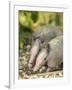 Louisiana, Lake Martin. Two Nine-Banded Armadillo Young-Jaynes Gallery-Framed Photographic Print