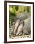 Louisiana, Lake Martin. Two Nine-Banded Armadillo Young-Jaynes Gallery-Framed Photographic Print