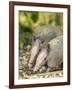 Louisiana, Lake Martin. Two Nine-Banded Armadillo Young-Jaynes Gallery-Framed Photographic Print