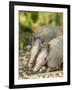 Louisiana, Lake Martin. Two Nine-Banded Armadillo Young-Jaynes Gallery-Framed Photographic Print