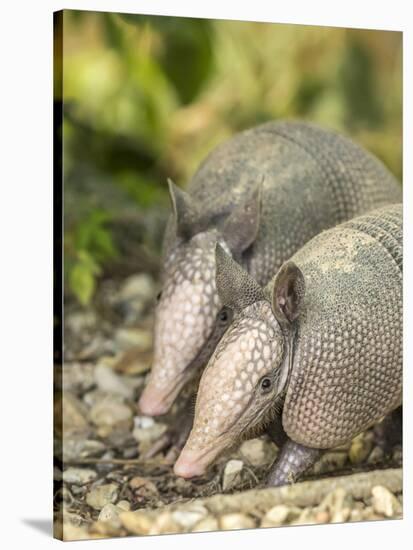 Louisiana, Lake Martin. Two Nine-Banded Armadillo Young-Jaynes Gallery-Stretched Canvas
