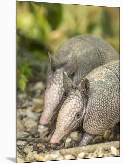 Louisiana, Lake Martin. Two Nine-Banded Armadillo Young-Jaynes Gallery-Mounted Photographic Print