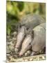 Louisiana, Lake Martin. Two Nine-Banded Armadillo Young-Jaynes Gallery-Mounted Photographic Print