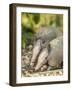 Louisiana, Lake Martin. Two Nine-Banded Armadillo Young-Jaynes Gallery-Framed Photographic Print