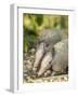 Louisiana, Lake Martin. Two Nine-Banded Armadillo Young-Jaynes Gallery-Framed Photographic Print