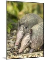 Louisiana, Lake Martin. Two Nine-Banded Armadillo Young-Jaynes Gallery-Mounted Photographic Print