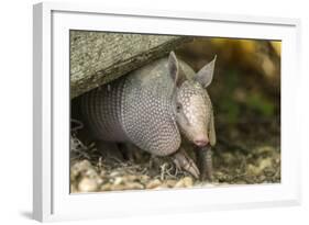 Louisiana, Lake Martin. Young Nine-Banded Armadillo-Jaynes Gallery-Framed Photographic Print