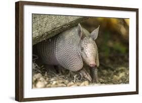 Louisiana, Lake Martin. Young Nine-Banded Armadillo-Jaynes Gallery-Framed Photographic Print