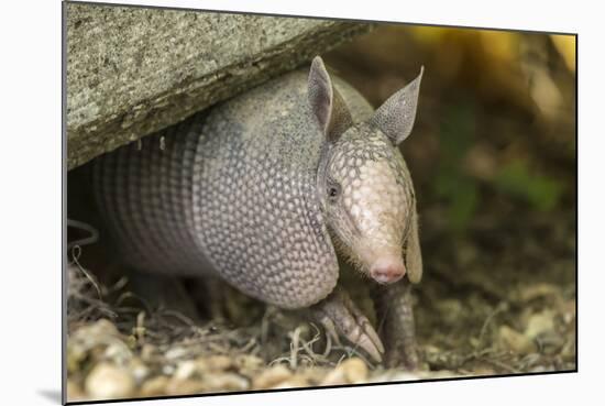 Louisiana, Lake Martin. Young Nine-Banded Armadillo-Jaynes Gallery-Mounted Photographic Print