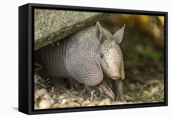 Louisiana, Lake Martin. Young Nine-Banded Armadillo-Jaynes Gallery-Framed Stretched Canvas